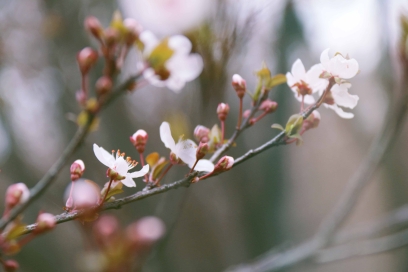 春風有信，漢院花開